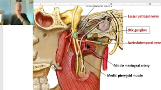 Anatomy of head and neck module in Arabic 35 (Otic ganglion) , by Dr. Wahdan
