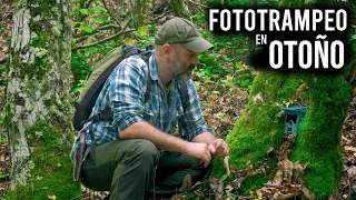 Fototrampeo en el Bosque 🌳🌲 durante el Otoño 🍂🍁🌰 - Parte 1