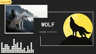 Wolf Howling or growling sound effects free download | Copyright free | HD