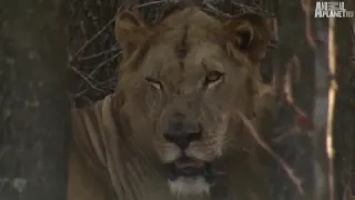 National Geographic Documentary - Lionsvs Buffalo - Wildlife Animal