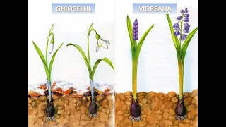 Ghiocelul și Vioreaua || Flori de primăvară || Cunoașterea mediului || Primavara
