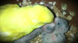 Birds | Budgie parrots | Mom Feeding Hungry Chicks | Breeding Progress | 25-12-2018 #ParrotWorld