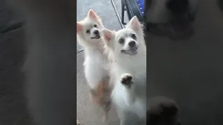 Super excited and Happy pomeranian dogs!