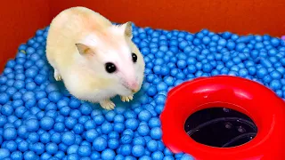 Hamster Sophie #19 🐹 Pool Maze for Hamster - Rainbow Pyramid Maze 🐹