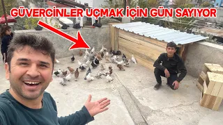 The Latest Situation of Pigeons