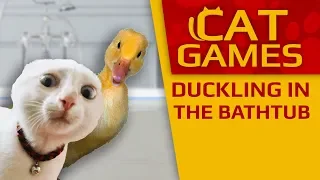 CAT GAMES - 🦆 Duckling in the Bathtub! (Videos for Cats to watch) 2 Hours 4K