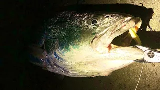 【驚愕】砂浜でシーバス釣ってたらとんでもない怪物が掛かってしまい、、、