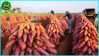 The Most Modern Agriculture Machines That Are At Another Level, How To Harvest Sweet Potatoes ▶5