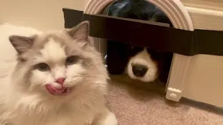 Cavalier King Charles blocks Ragdoll from his own door