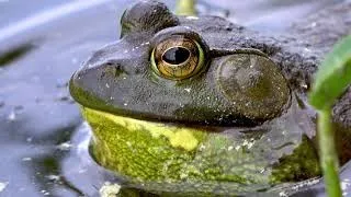 Gigantic bullfrog bellows out a loud croak in the lillypads