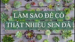 Bí quyết để có thật nhiều sen đá miễn phí | Get free succulents easy |  www.vuonsenda.vn