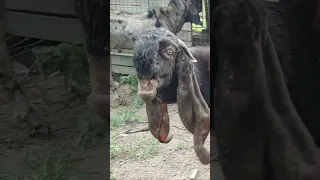 Индийская ферма Таких КОЗЛОВ я не видала😮🐐