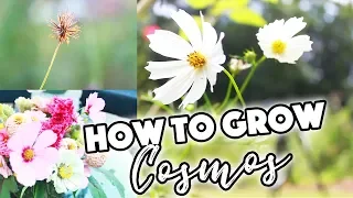 HOW TO GROW COSMOS FROM SEED🌸/PINCHING/SEED SAVING//A BEAUTIFUL NEST
