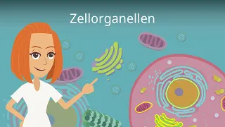 Zellorganellen und ihre Funktionen - einfach erklärt!