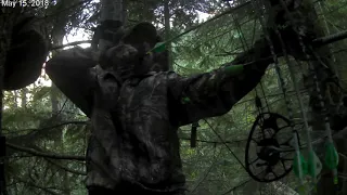 Perfect Archery Heart Shot on this Black Bear!