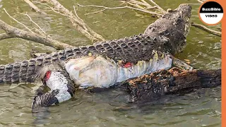 Crocodiles Being Devoured By Lions As a Kind of Vengeance