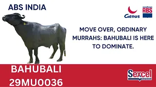 Unlocking Genetic Gems: Unveiling the Power of ABS Murrah Bull Bahubali 29MU0036