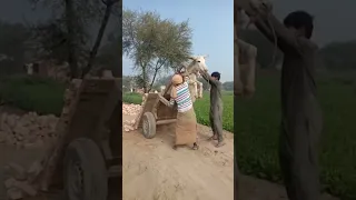 donkey funny video #viral #shorts #donkey