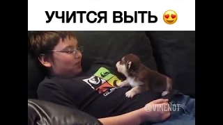 Маленький хаски учится выть))