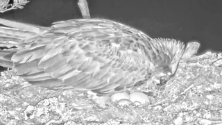 EGG NUMBER THREE for the Loch Arkaig Ospreys! Congratulations!  20 Apr 2024 (zoomed repeat)