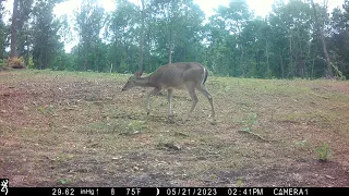 First fawn of 2023! VERY new to the world!