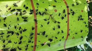 How to catch thousands and thousands flys in cheap and simple way!!! Test works great!!