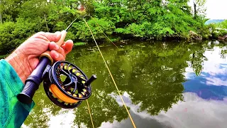 Fly Fishing For Bluegill