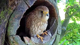 Kestrel Dad Who Lost Partner Courting Again 💖 | Mr & Mrs Kes | Robert E Fuller