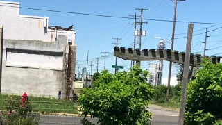 Vineland NJ Community Garden revitalization June 2021 butterflies, birds, stray dog, birds of prey😳