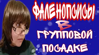 Групповая посадка фаленопсис, нужна или нет?