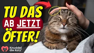 17 Dinge, die du ZU SELTEN für deine Katze tust