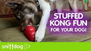 How to Use a Kong For Your Dog!