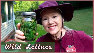 How to make Wild Lettuce TINCTURE (for pain & sleep)