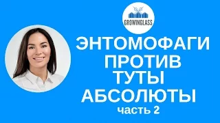 Биологическая борьба с Тутой Абсолютой ч 2