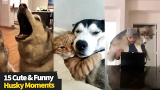 Top 15 Cute & Funny Husky Moments | Best Husky Videos