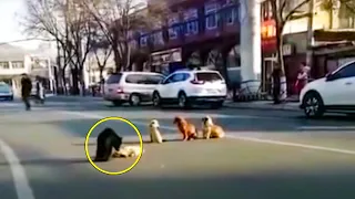 Plötzlich blockieren Hunde den Verkehr. Als sie den Grund sahen, fiel allen die Kinnlade runter!