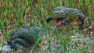 The huge frog monster will eat anyone! bull frog