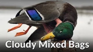 Cloudy Day Mixed Bags - Duck Hunting Public Land