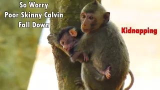 Breaking Heart When See Monkey Too Small Kidnapping Poor Skinny Calvin | So Worry Poor Calvin Fall