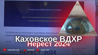 НЕРЕСТ 2024 Каховское ВДХР. Запорожье.