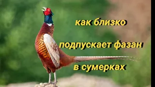 Как близко подпускает фазан в сумерках?