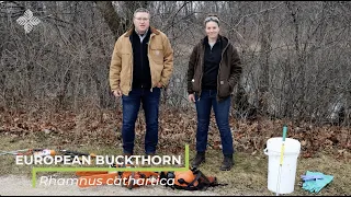 Buckthorn Removal: Tools and Techniques