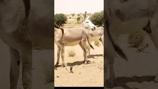 Donkey sounds #shorts #gadha #animals
