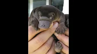 Platypus🦆Weird, Cute, Yet Deadly Animal