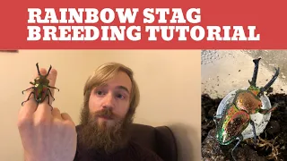 Rainbow Stag (Phalacrognathus muelleri) Breeding Tutorial