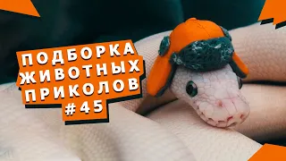 Приколы с животными #45 Fun video with animals