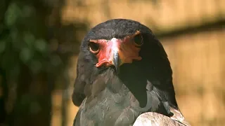 Terre des aigles, la voliète de tous les superlatifs