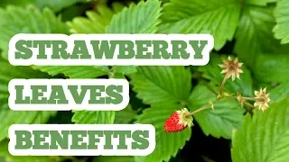 strawberry leaves benefits