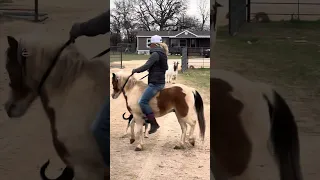 Comanche pony