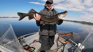 Преднерестовый клёв судака. Рыбалка с Корейцем.  Рыбалка в Финляндии.